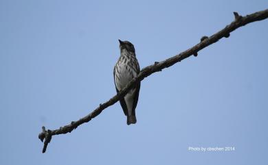 Muscicapa griseisticta (Swinhoe, 1861) 灰斑鶲