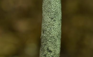 Xylaria nigripes 黑柄炭角菌