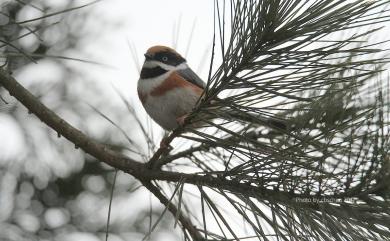 Aegithalos concinnus (Gould, 1855) 紅頭山雀