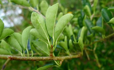 Maclura cochinchinensis (Lour.) Corner 柘樹