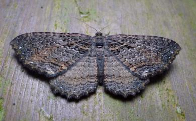 Telenomeuta punctimarginaria (Leech, 1891) 星緣扇尺蛾