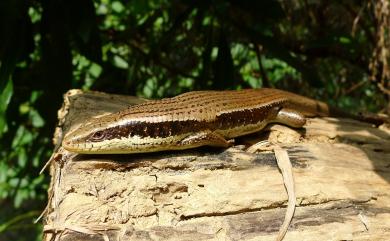 Eutropis longicaudata (Hallowell, 1857) 長尾真稜蜥