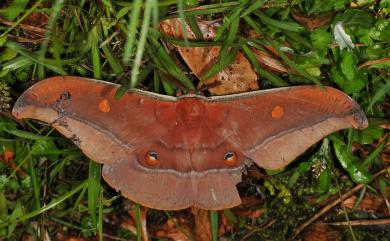 Antheraea formosana Sonan, 1937 紅目天蠶蛾