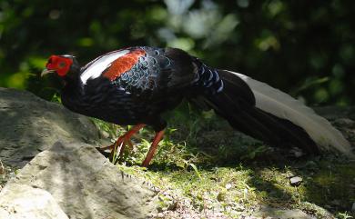 Lophura swinhoii (Gould, 1863) 藍腹鷴