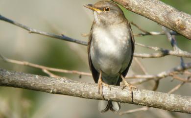 Turdus pallidus J. F. Gmelin, 1789 白腹鶇