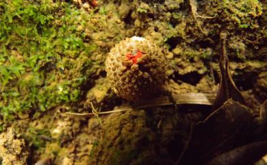 Calostoma japonicum P. Henn. 日本美口菌