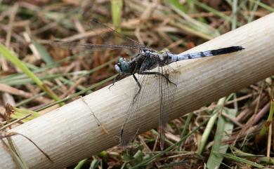 Orthetrum albistylum speciosum 白刃蜻蜓