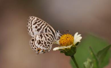 Leptotes plinius (Fabricius, 1793) 細灰蝶