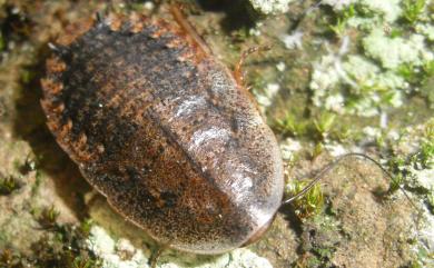 Opisthoplatia orientalis (Burmeister, 1838) 東方水蠊