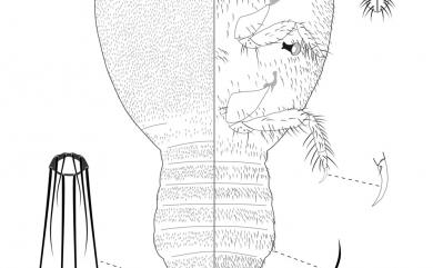 Eumyrmococcus smithii Silvestri, 1926 甘蔗胸粉介殼蟲