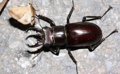 Lucanus kanoi piceus Kurosawa, 1966 漆黑深山鍬形蟲