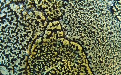 Rhizocarpon geographicum (L.) DC. 地圖衣
