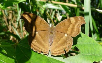 Junonia iphita (Cramer, [1779]) 黯眼蛺蝶