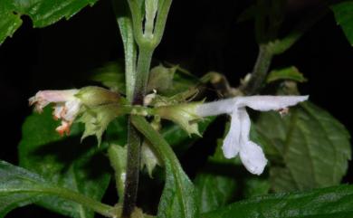 Paraphlomis formosana T.H. Hsieh & T.C. Huang 台灣假糙蘇