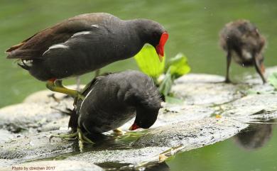 Gallinula chloropus chloropus (Linnaeus, 1758) 紅冠水雞