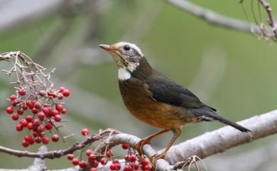 Turdus niveiceps (Hellmayr, 1919) 白頭鶇