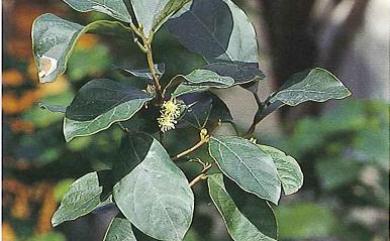 Litsea akoensis Hayata 屏東木薑子