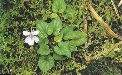 Viola formosana var. stenopetala 川上氏堇菜