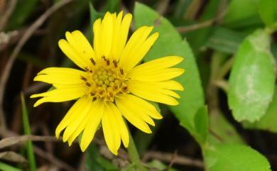 Sphagneticola calendulacea (L.) Pruski 蟛蜞菊