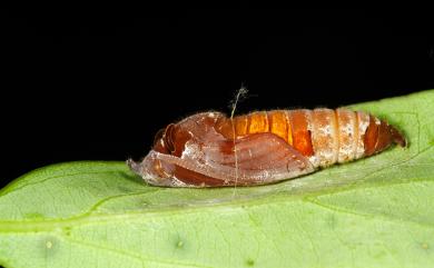 Seseria formosana (Fruhstorfer, 1909) 臺灣瑟弄蝶