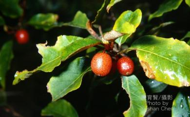 Elaeagnus thunbergii Servett. 鄧氏胡頹子