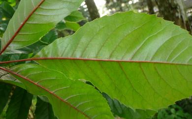 Meliosma rhoifolia Maxim. 山豬肉