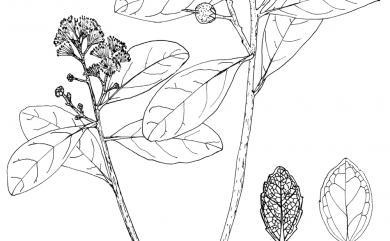 Scolopia chinensis (Lour.) Clos 莿柊