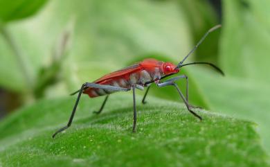 Leptocoris abdominalis abdominalis (Fabricius, 1803)