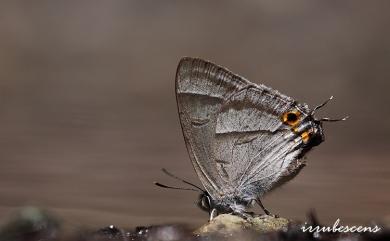 Chrysozephyrus kabrua niitakanus (Kano, 1928) 黃閃翠灰蝶