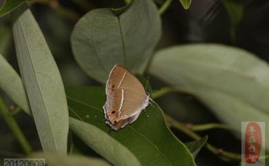 Chrysozephyrus yuchingkinus Murayama & Shimonoya, 1960 清金翠灰蝶