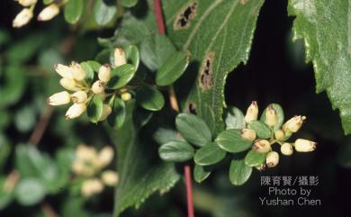 Berchemia lineata (L.) DC. 小葉黃鱔藤