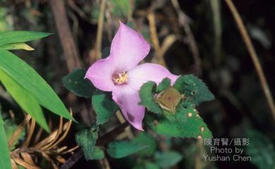 Sarcopyramis napalensis var. delicata 東方肉穗野牡丹