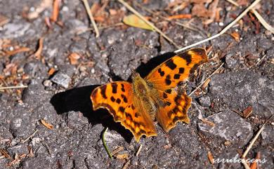 Polygonia c-album asakurai Nakahara, 1920 突尾鉤蛺蝶