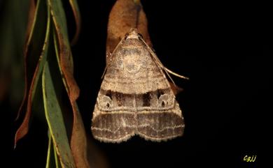 Ozarba punctigera Walker, 1865 點疤夜蛾