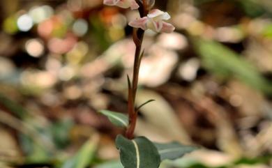 Goodyera velutina 鳥嘴蓮