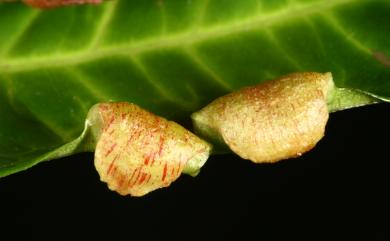 Dynopsylla pinnativena (Enderlein, 1914) 脈葉龍木蝨