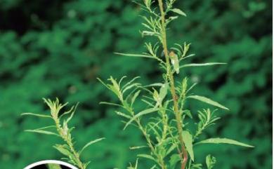 Chenopodium ambrosioides L. 臭杏