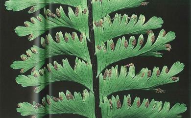 Hymenasplenium cheilosorum (Kunze ex Mett.) Tagawa 薄葉孔雀鐵角蕨