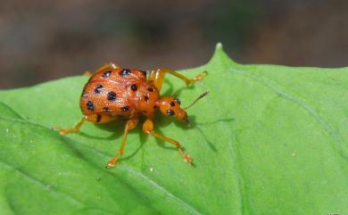 Agomadaranus pardaloides (Voss, 1924)