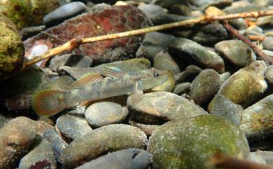 Rhinogobius candidianus (Regan, 1908) 明潭吻鰕虎