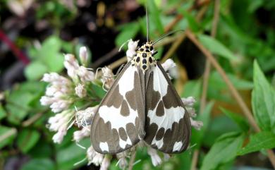 Nyctemera carissima formosana (Swinhoe, 1908)