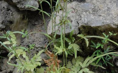 Pteris ensiformis Burm. 箭葉鳳尾蕨