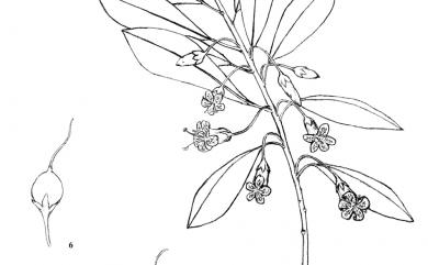 Myoporum bontioides 苦藍盤