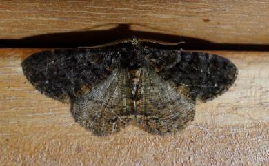Parectropis subflava Bastelberger, 1909 雙白斑尺蛾