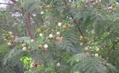 Leucaena leucocephala (Lam.) de Wit 銀合歡