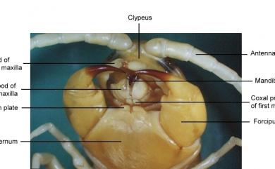 Scolopendra subspinipes mutilans