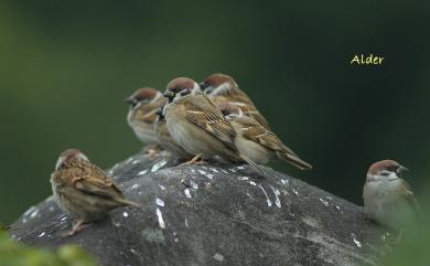 Passer montanus saturatus 麻雀