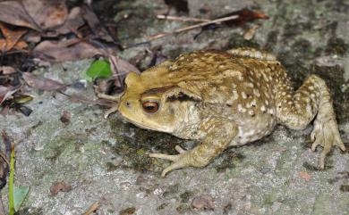 Bufo bankorensis Barbour, 1908 盤古蟾蜍