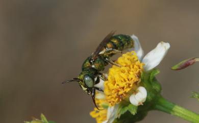 Ceratina smaragdula (Fabricius, 1787) 綠蘆蜂