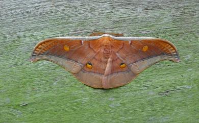 Antheraea formosana Sonan, 1937 紅目天蠶蛾